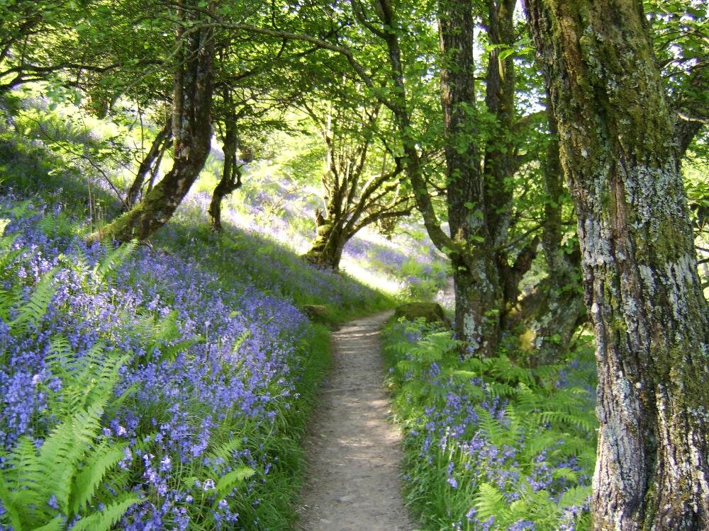 Wildflower Woods